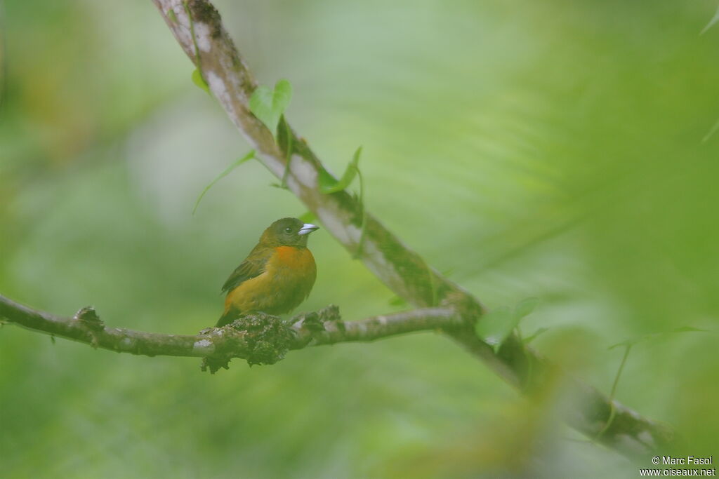 Scarlet-rumped Tanager (costaricensis) female adult, identification