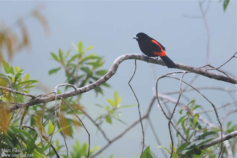 Scarlet-rumped Tanager (costaricensis) male adult, habitat, pigmentation