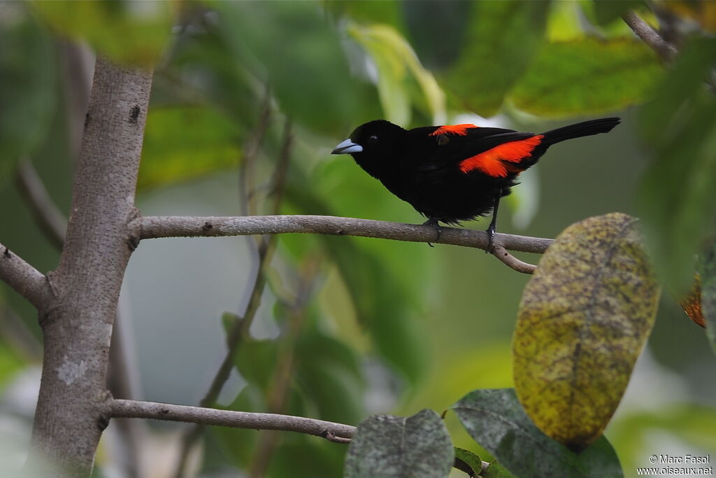 Scarlet-rumped Tanager (costaricensis) male, identification