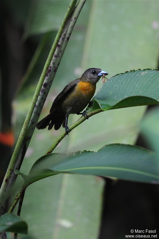 Scarlet-rumped Tanager (costaricensis) female adult, identification