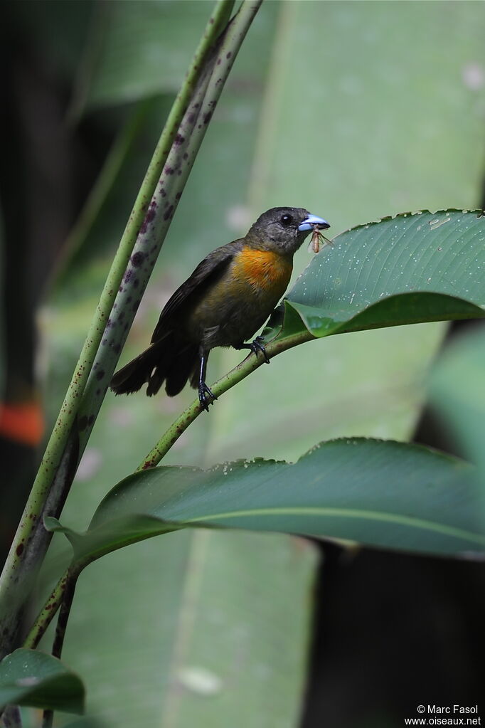 Scarlet-rumped Tanager (costaricensis) female adult, identification