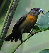 Scarlet-rumped Tanager (costaricensis)