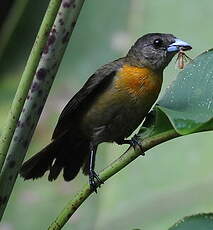 Tangara de Cherrie