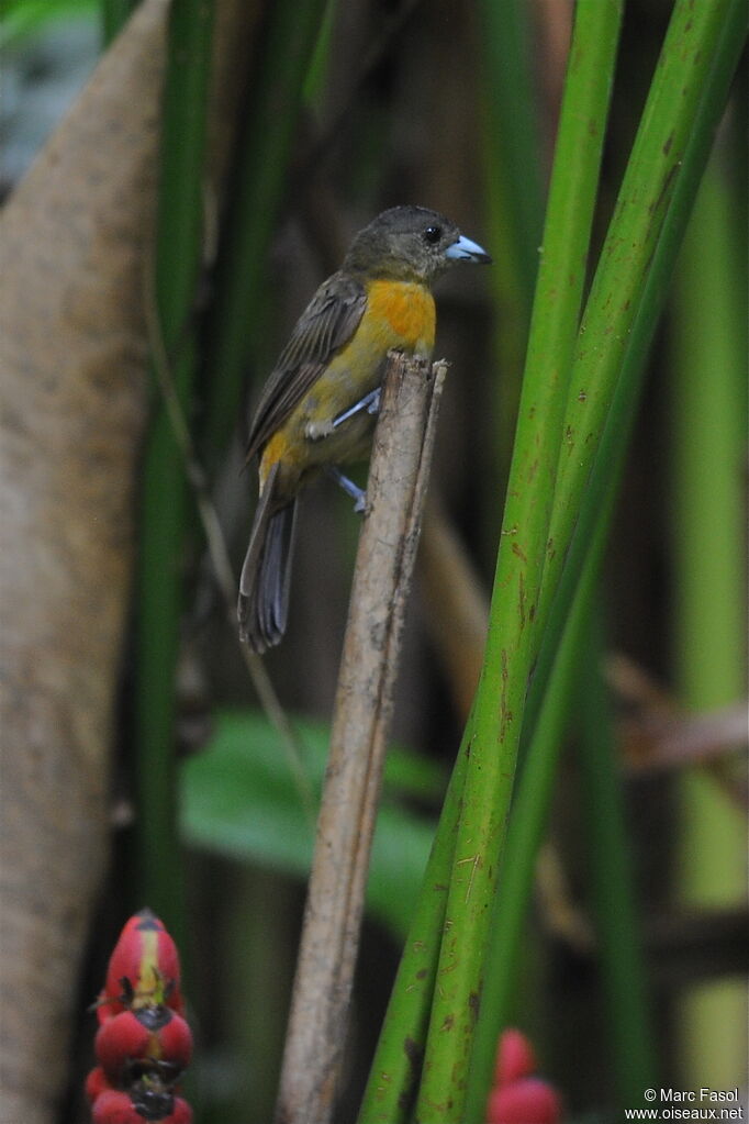 Scarlet-rumped Tanager (costaricensis) female adult, identification