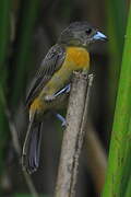 Scarlet-rumped Tanager (costaricensis)