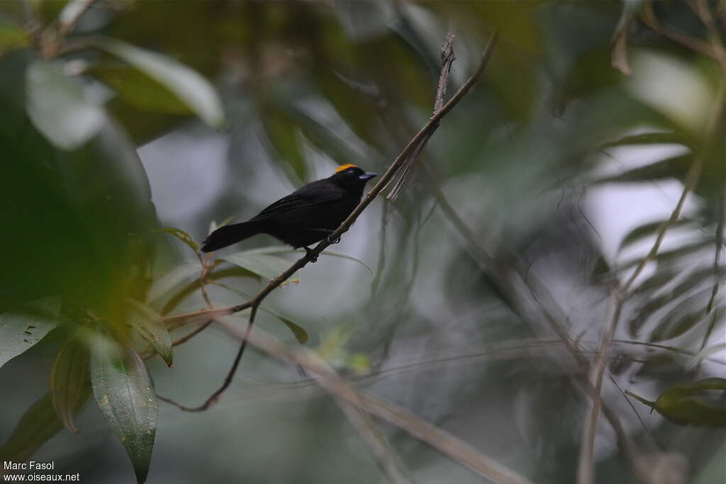 Tawny-crested Tanager male adult, habitat