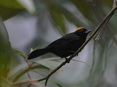 Tawny-crested Tanager