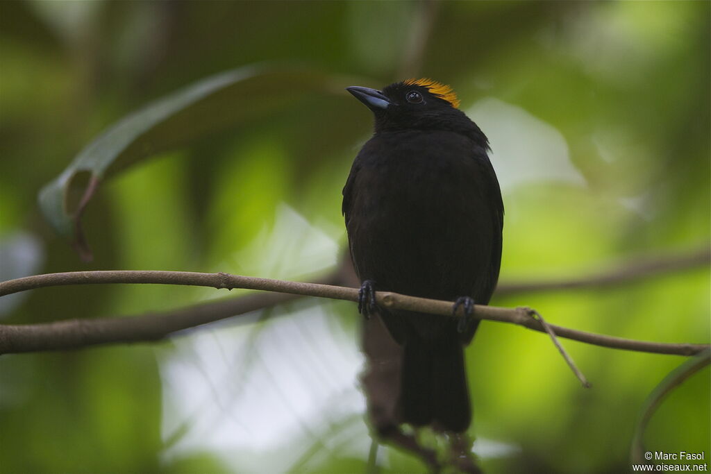 Tawny-crested Tanager male adult, identification