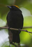 Tawny-crested Tanager