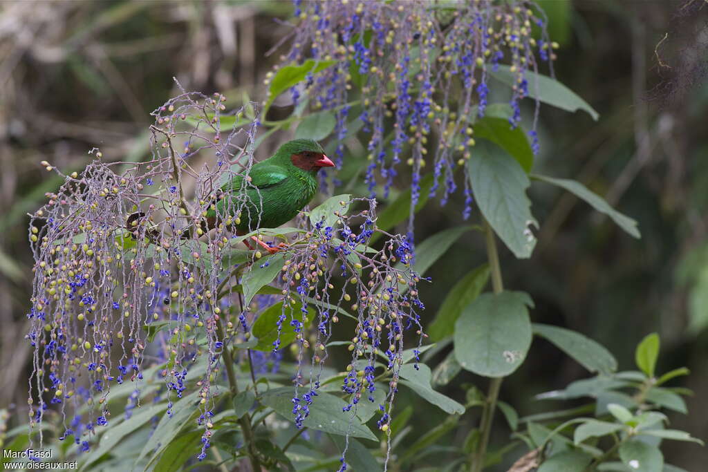 Grass-green Tanageradult, pigmentation, feeding habits