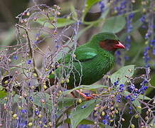 Grass-green Tanager