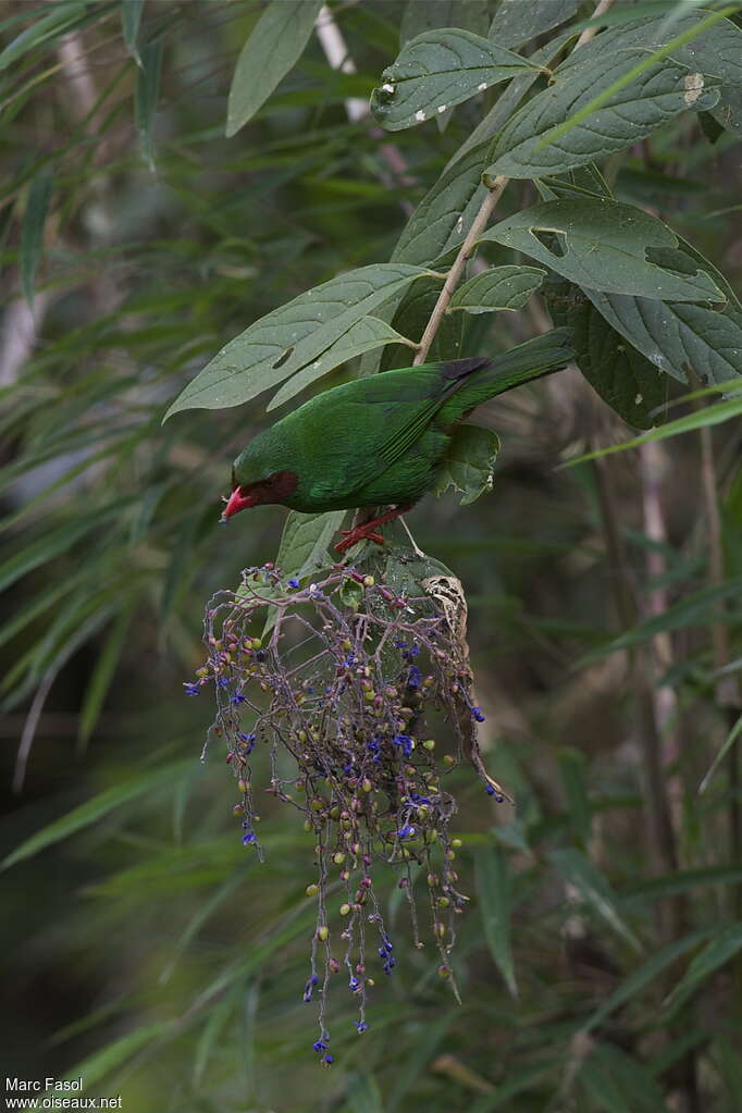 Grass-green Tanageradult, feeding habits