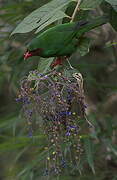 Grass-green Tanager