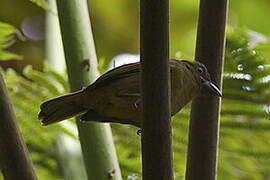 Ochre-breasted Tanager