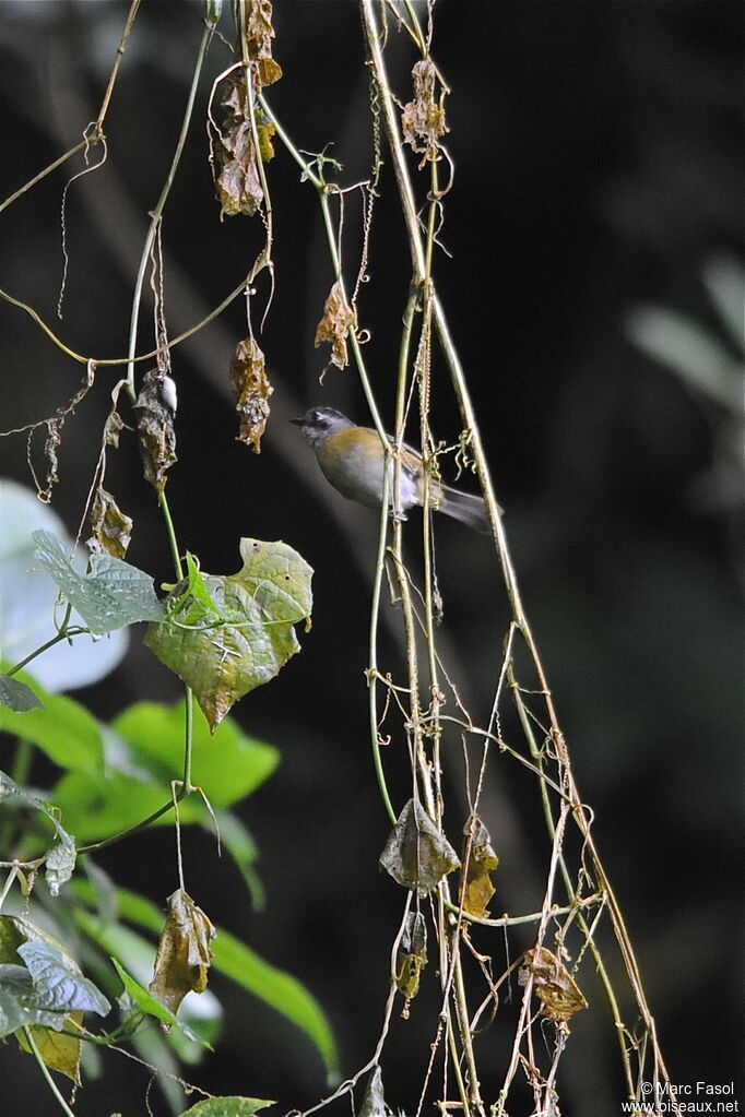 Tangara des buissonsadulte, identification