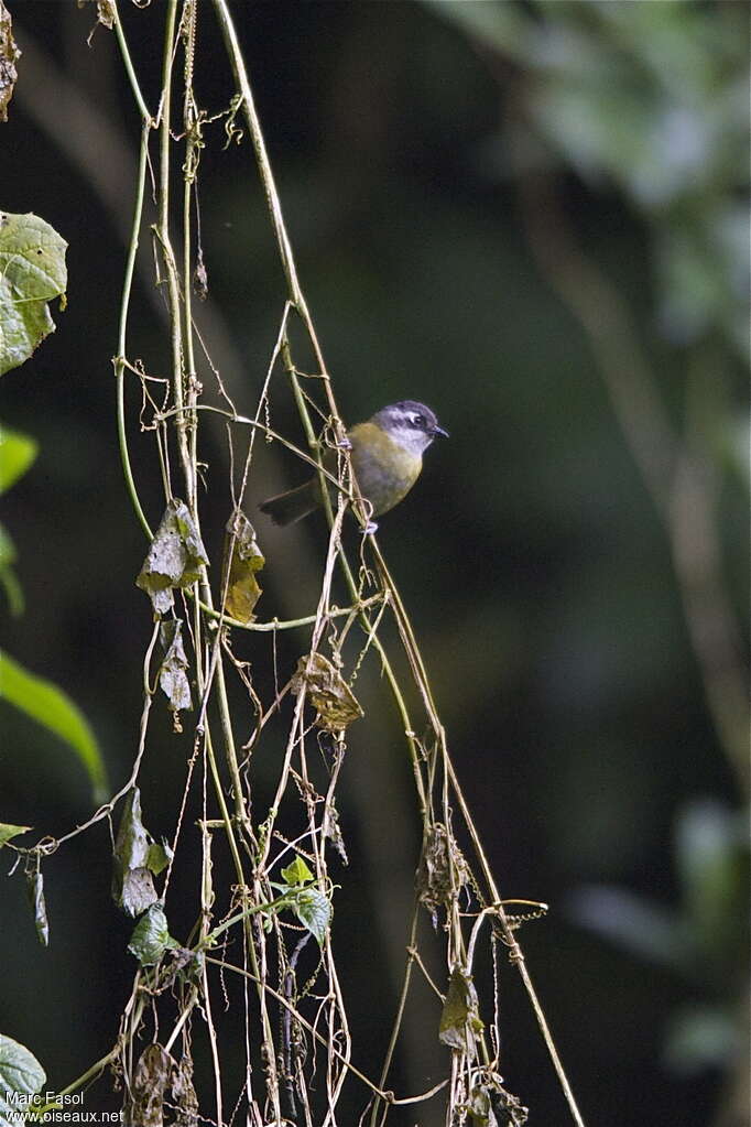 Common Chlorospingus (ophthalmicus)adult breeding, habitat, pigmentation