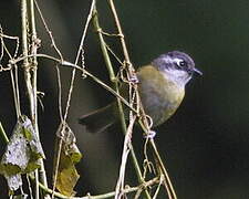 Common Chlorospingus (ophthalmicus)