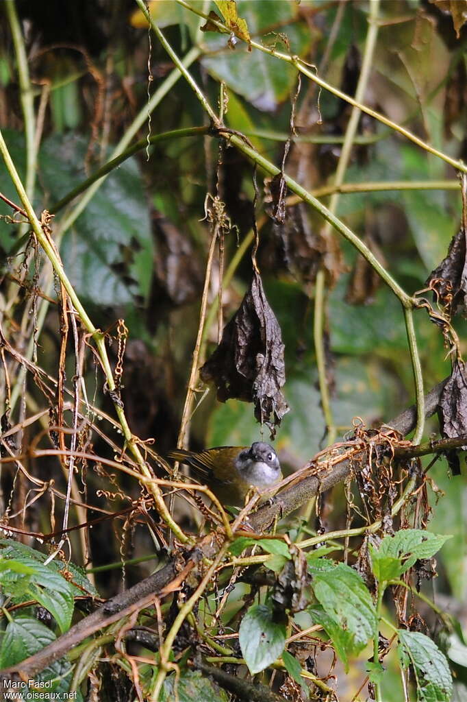 Common Chlorospingus (ophthalmicus)adult, habitat