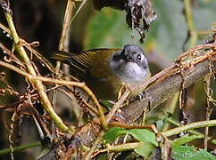 Common Chlorospingus (ophthalmicus)