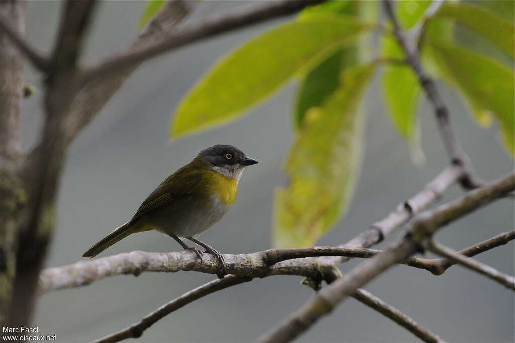 Common Chlorospingus (ophthalmicus)adult, identification