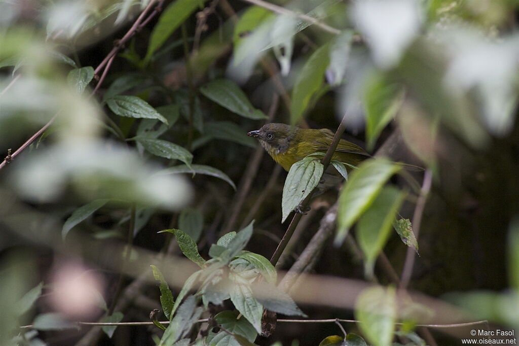 Common Chlorospingus (ophthalmicus)adult, identification, feeding habits, Behaviour