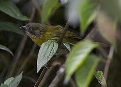 Common Chlorospingus (ophthalmicus)