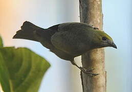 Palm Tanager