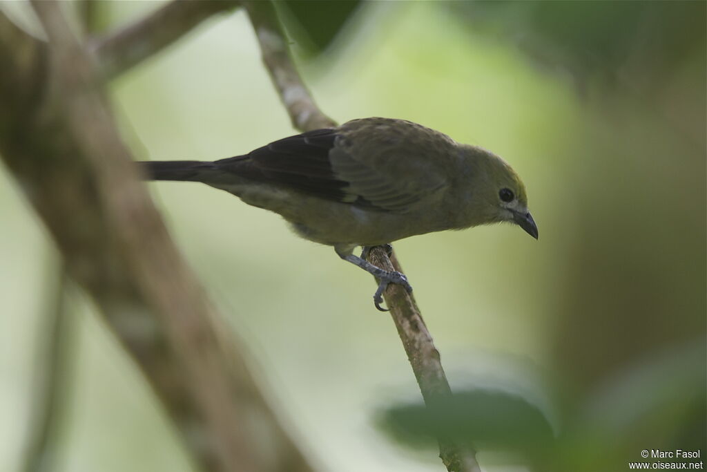 Tangara des palmiersadulte, identification