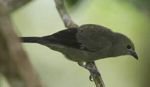 Palm Tanager