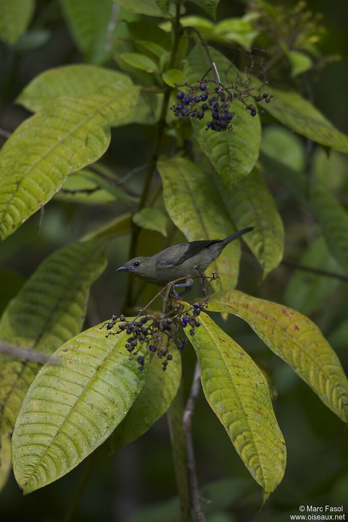 Tangara des palmiersadulte, identification, régime, Comportement