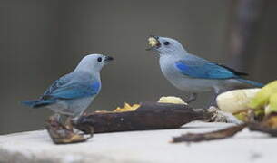 Blue-grey Tanager