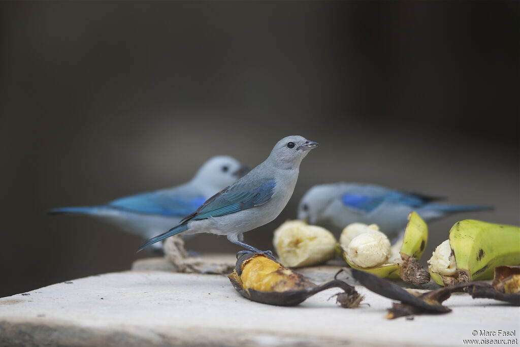 Tangara évêque, identification, régime, Comportement