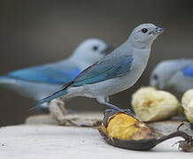 Blue-grey Tanager