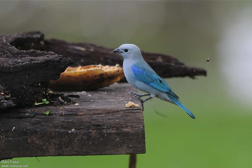 Blue-grey Tanageradult, identification, feeding habits