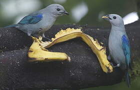 Blue-grey Tanager