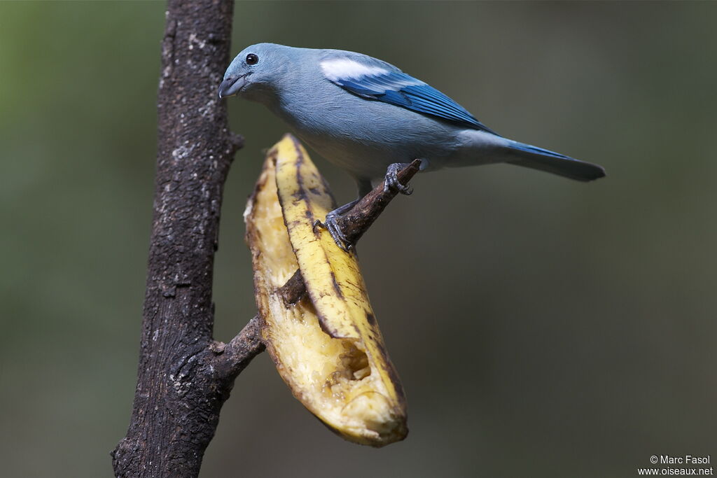 Blue-grey Tanageradult, identification, feeding habits