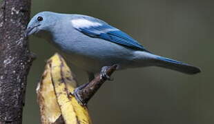 Blue-grey Tanager