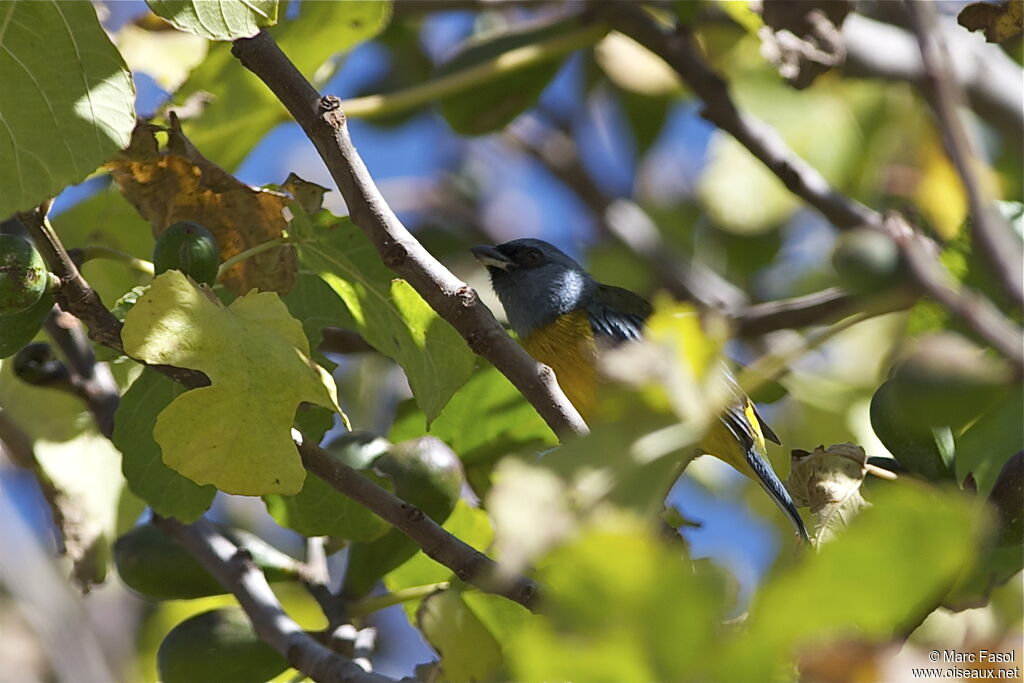 Blue-and-yellow Tanager male adult, identification