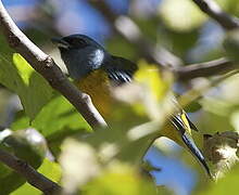 Blue-and-yellow Tanager