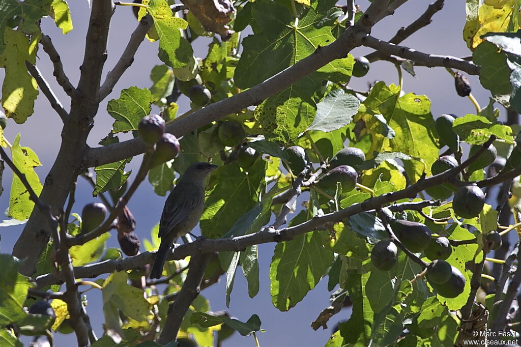 Blue-and-yellow Tanager female adult, identification