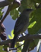 Blue-and-yellow Tanager