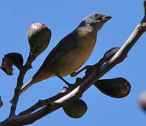 Blue-and-yellow Tanager