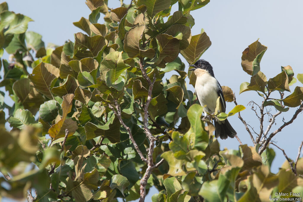 White-rumped Tanager male adult, song