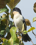 White-rumped Tanager