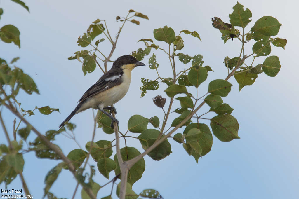 Tangara hirundinacé mâle adulte, identification