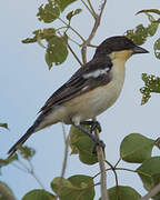 White-rumped Tanager