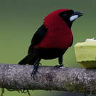 Tangara masqué