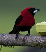 Masked Crimson Tanager