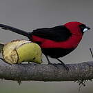 Tangara masqué