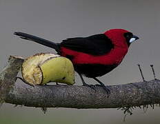 Masked Crimson Tanager